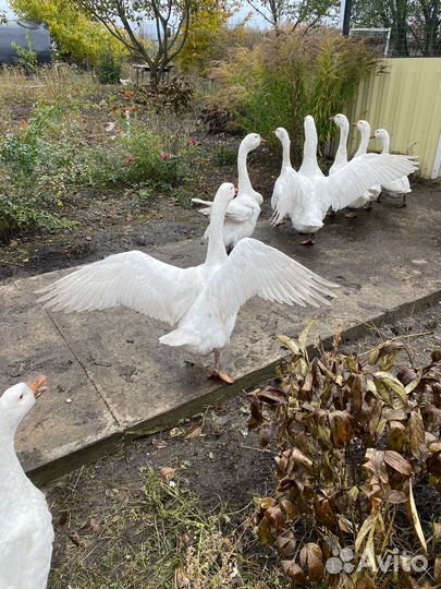 Гуси и Козы