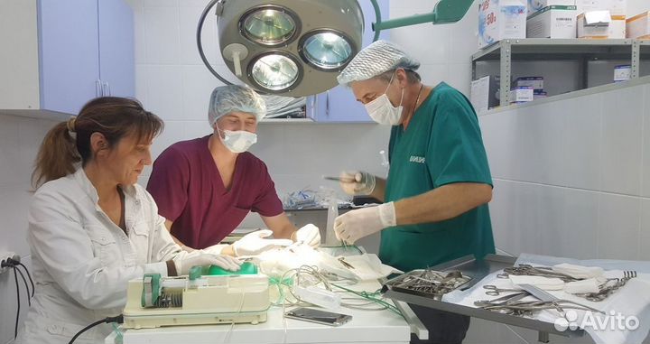 Ветеринарный врач на дому