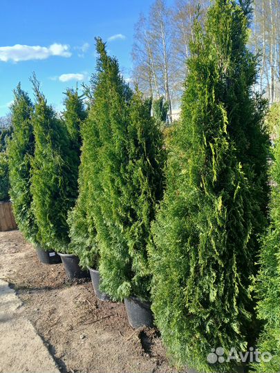 Туя смарагд Экстра качество 1,8м