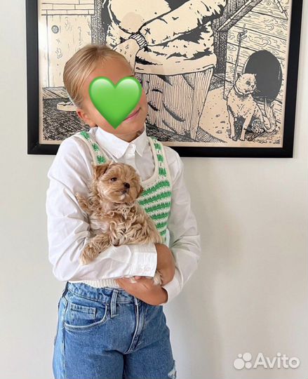 Мальтипу микро f1 N 1 в Russia maltipooo