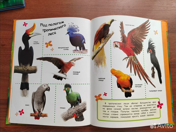 Книга Птицы