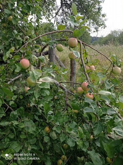 Дом 48 м² на участке 40 сот.