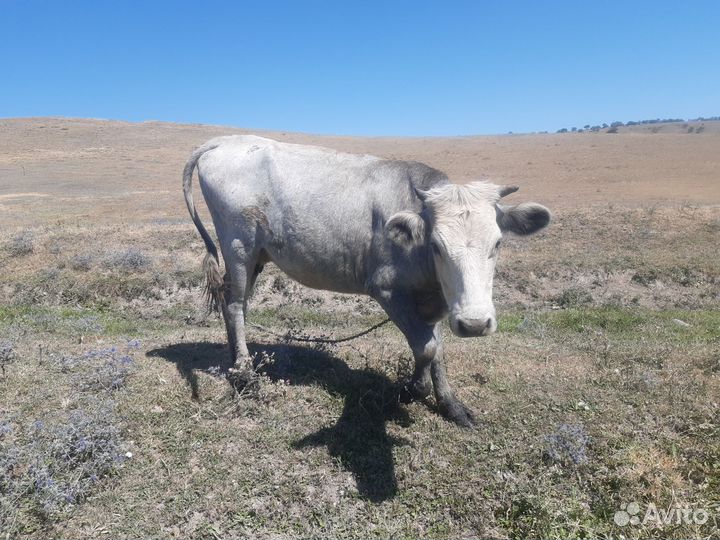 Продаётся перво телка