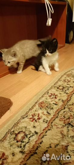 Котята невдупленыши