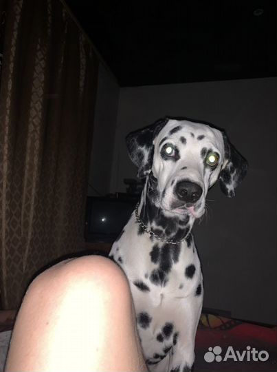 Далматинец