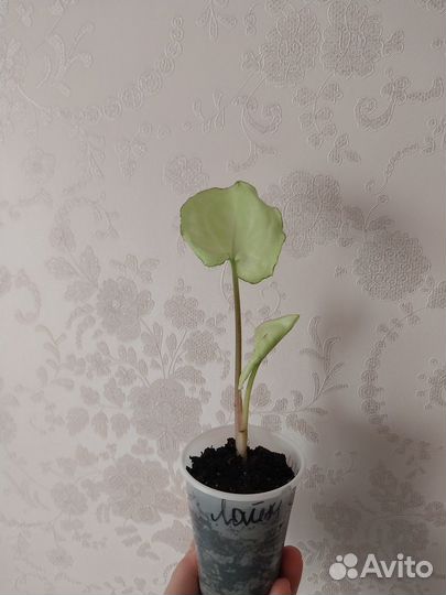 Сингониум lime green