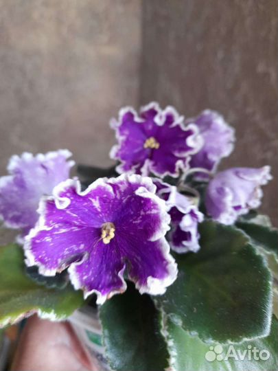 Узумбарская фиалка