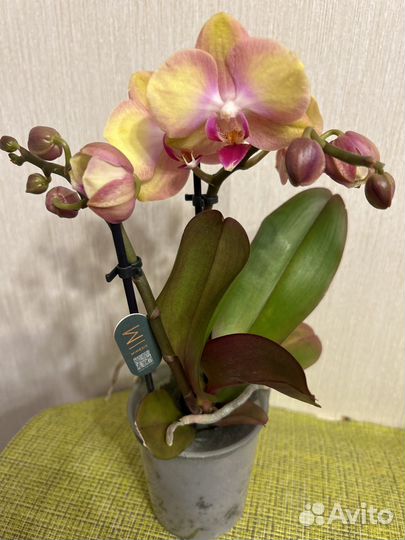 Орхидея фаленопсис радужный