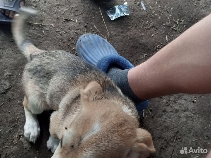 Продам собаку в хорошие руки