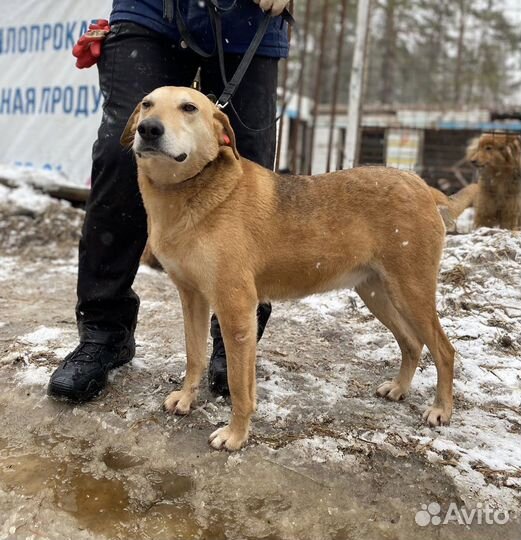 Собака в добрые руки