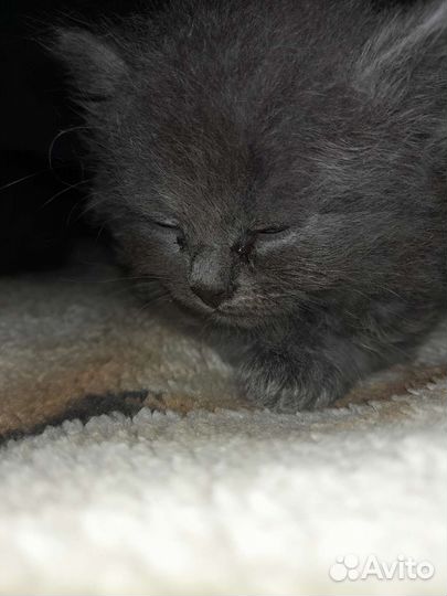 Котята от британки