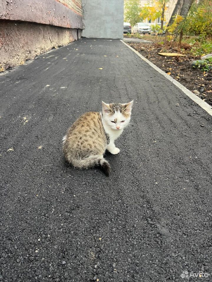 Кошка и котята в добрый руки