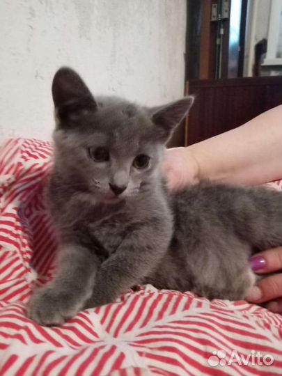 Котенок