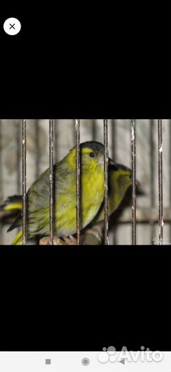 Певчие лесные птицы