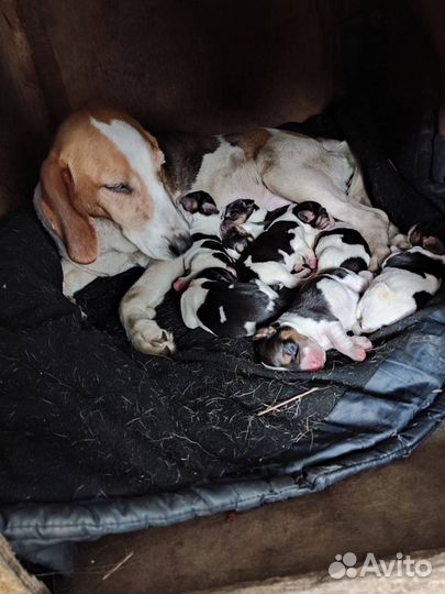 Эстонская гончая щенки