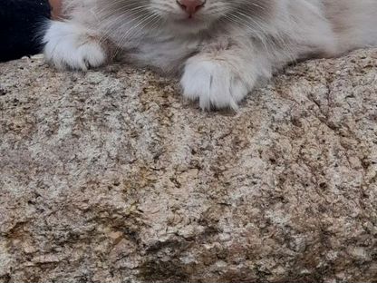 Котёнок в добрые руки, Усть-Баргузин