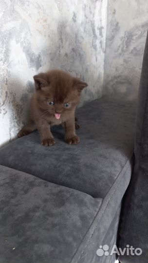 Шотландская кошка