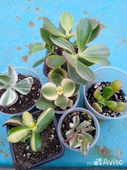 Толстянка вариегатная