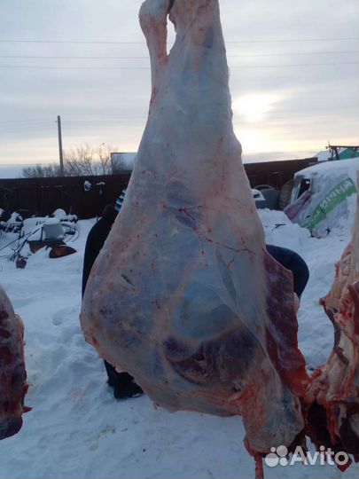 Мясо говядина. Свинина. Баранина. Конина