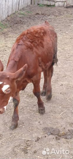 На доращивание