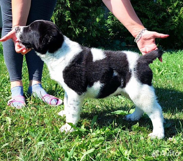 Щенок алабая