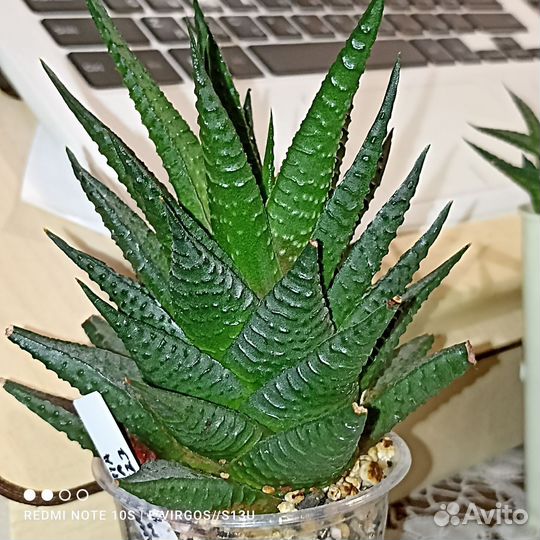 Хавортия лимолистная