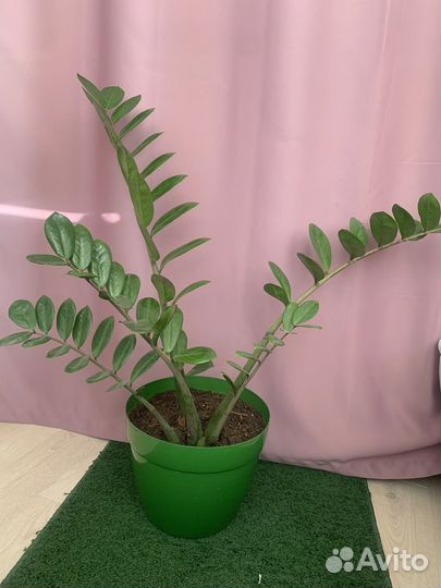 Замиокулькас в горшке