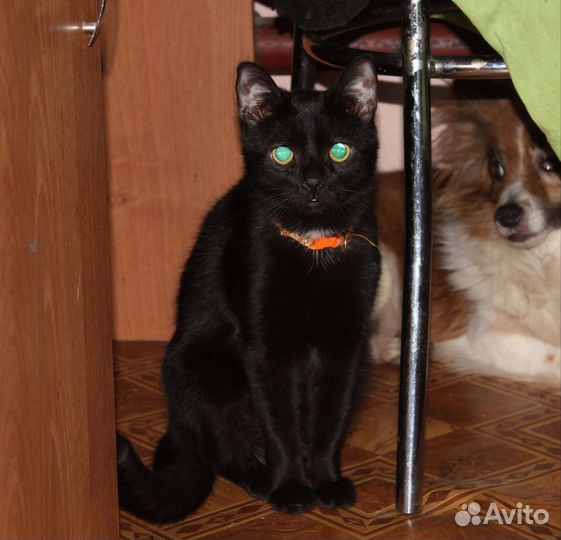Молодой котик ищет добрые ручки
