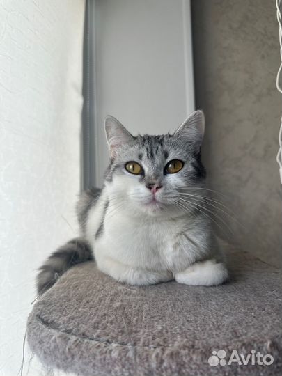 Кошка в добрые руки