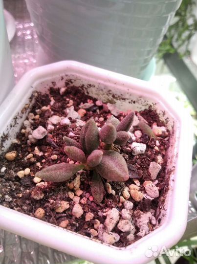 Адромискус
