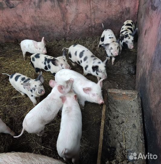 Поросята