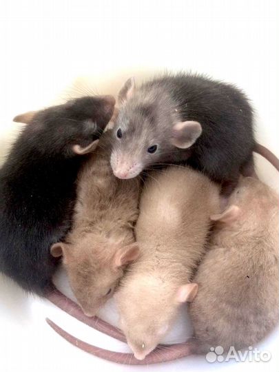 Крысята дамбо Фавн Лонг рекс
