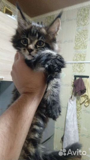 Котята Мейн-кун