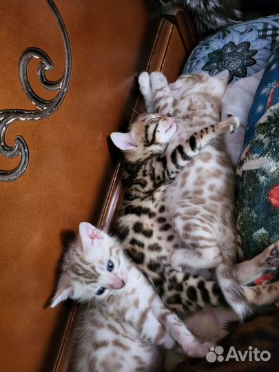 Бенгальские котята
