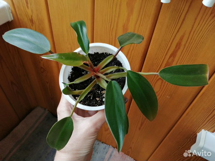 Филодендрон краснеющий