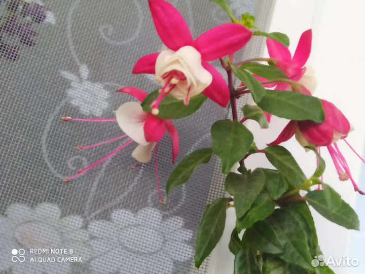 Комнатные цветы