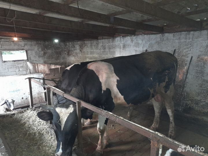 Быки на мясо