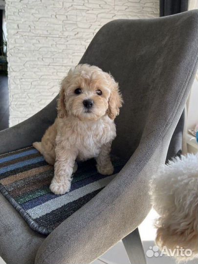 Карликовый пудель