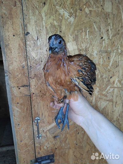 Куры петухи