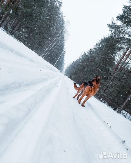 Немецкая овчарка