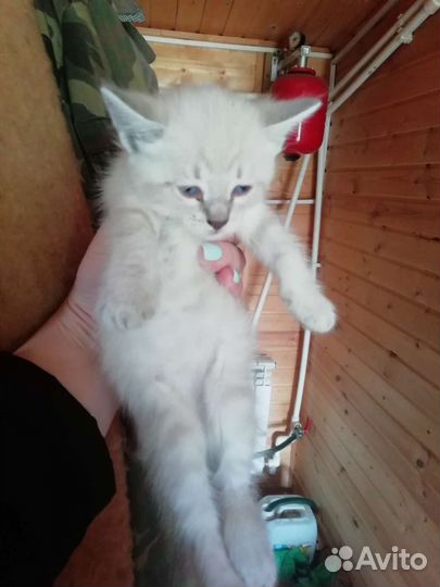 Котята в добрые руки бесплатно