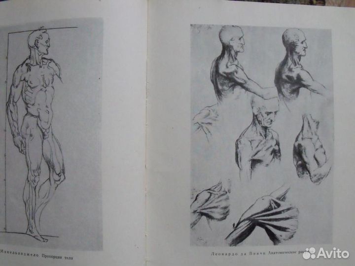 Проф.М.Иваницкий.очерк пластической анатомии(1955)