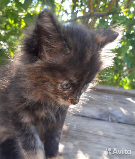 Котенок