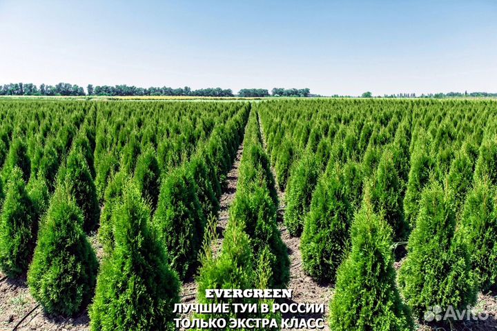 Туя с доставкой