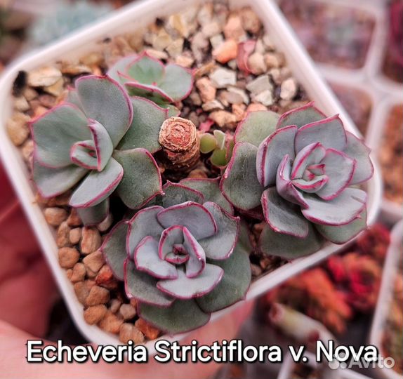 Суккуленты (5)