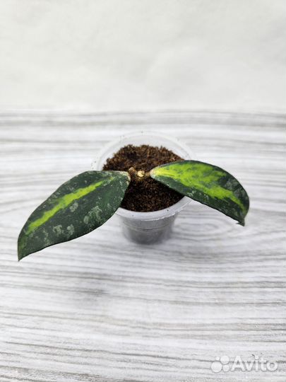 Хойи редкие