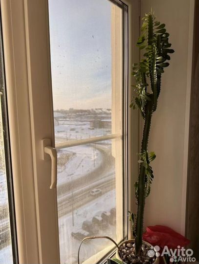 Комнатные цветы: антуриум