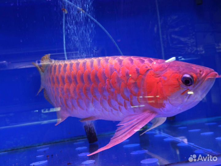 Ремонт аквариумных светильников