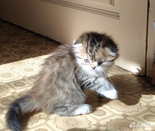 Сибирские котята