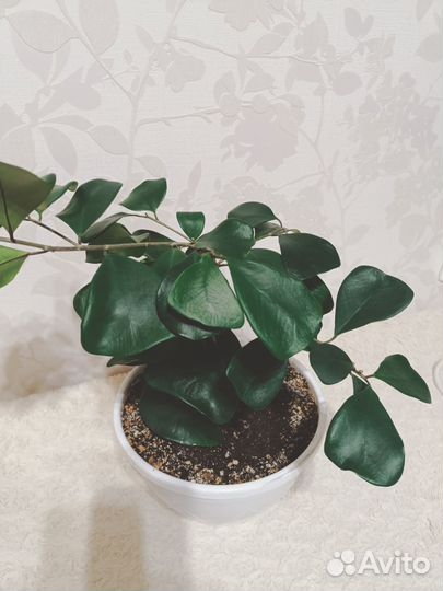 Фикус триангулярис